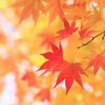 Automne Maple Leafs